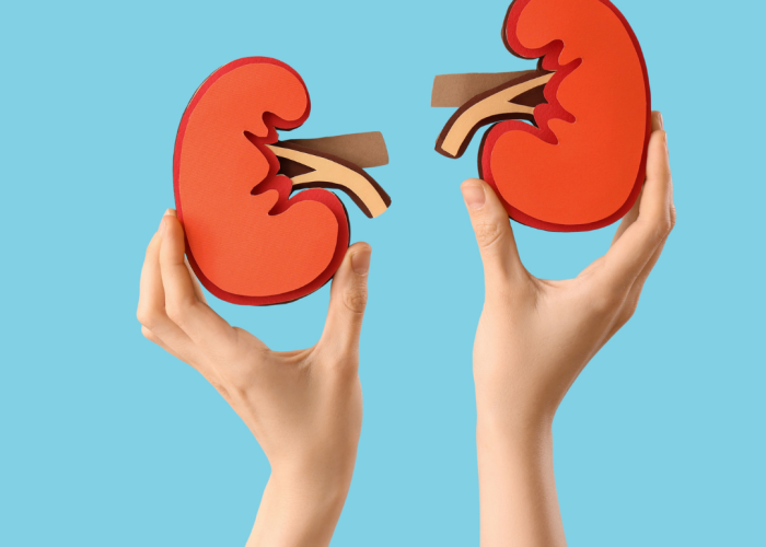 Ārstēšana ar nabassaites asins un audu cilmes šūnām Nieru veselība